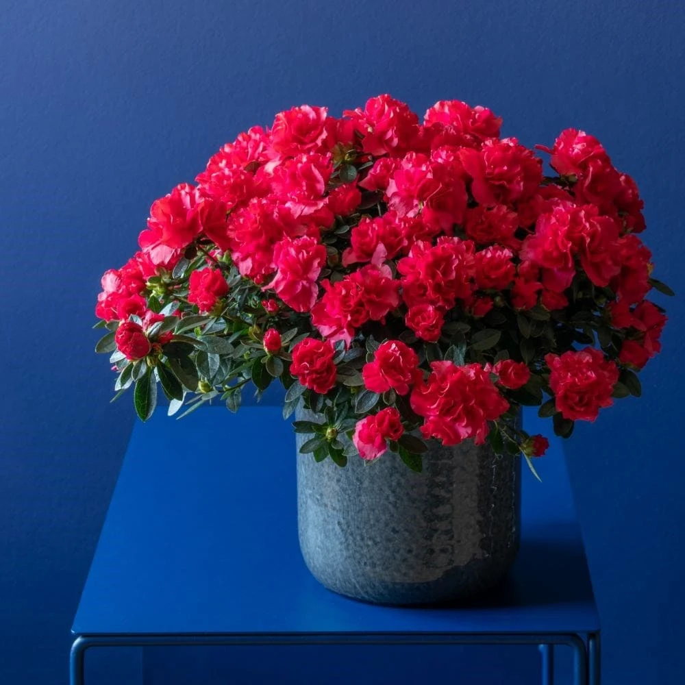 Azalea Flandresse 'Red' 6 Azalea Flandresse 'Red' - Image 6