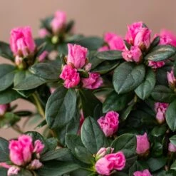 Azalea Flandresse 'Pink' -Pure Botanica pl2000043258 card3 lg