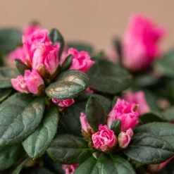 Azalea Flandresse 'Pink' -Pure Botanica pl2000043258 card4 lg