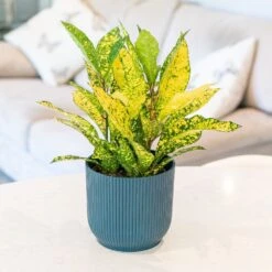 Codiaeum Variegatum Var. Pictum 'Gold Sun' 5 Codiaeum Variegatum Var. Pictum 'Gold Sun' -Pure Botanica pl2000043265 card3 lg