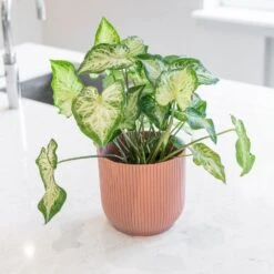 Caladium 'White Delight' -Pure Botanica pl2000043272 card3 lg