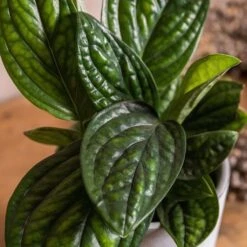 Epipremnum Pinnatum Marble Planet ('PPIEPI003') (PBR) -Pure Botanica pl2000043275 card3 lg