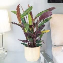 Goeppertia Rufibarba