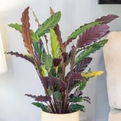 Goeppertia Rufibarba -Pure Botanica pl2000043281 card3 lg