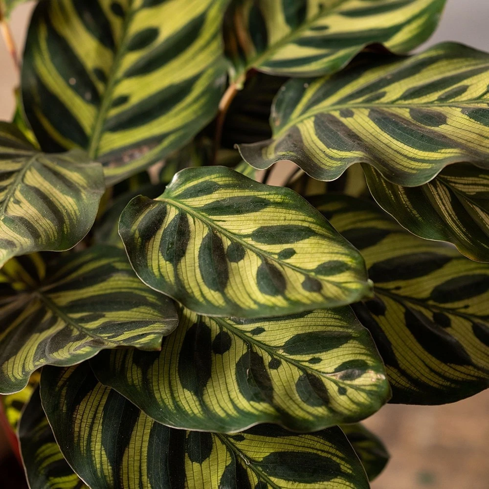 Goeppertia Makoyana 2 Goeppertia Makoyana - Image 2