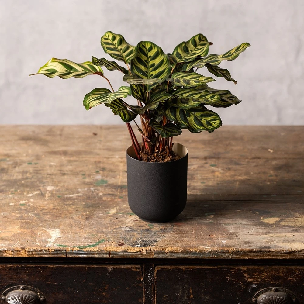 Goeppertia Makoyana 3 Goeppertia Makoyana - Image 3