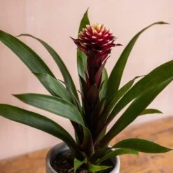 Guzmania Lingulata 'Francesca' -Pure Botanica pl2000043283 card3 lg