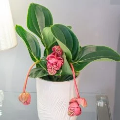 Medinilla Magnifica 'Lambada' -Pure Botanica pl2000043285 card3 lg