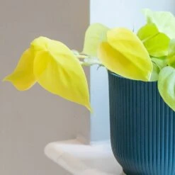 Philodendron Scandens 'Micans Lime' -Pure Botanica pl2000043289 card3 lg