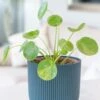 Pilea Peperomioides Mojito ('Mospilmoj') (PBR)