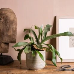 Platycerium Bifurcatum