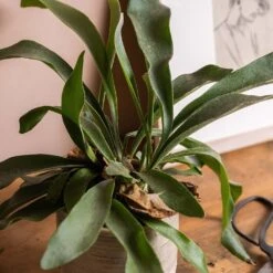 Platycerium Bifurcatum -Pure Botanica pl2000043293 card5 lg