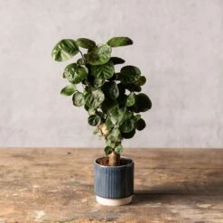 Polyscias 'Fabian' -Pure Botanica pl2000043294 card3 lg