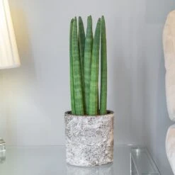 Sansevieria Cylindrica 'Straight' -Pure Botanica pl2000043297 card3 lg