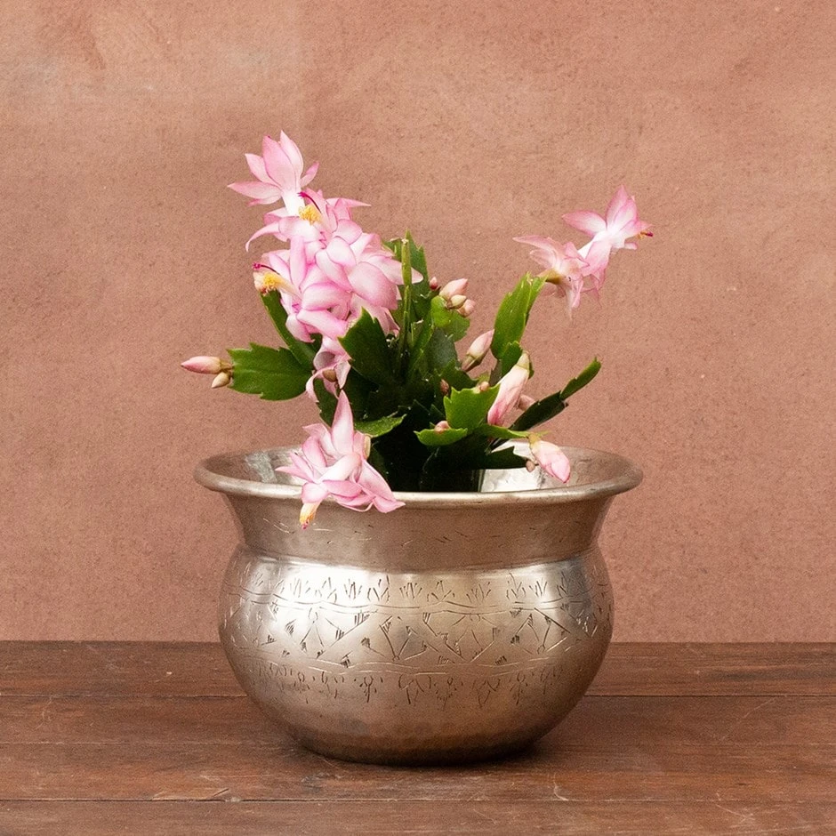 Schlumbergera 'Exotic Dancer' 1 Schlumbergera 'Exotic Dancer'
