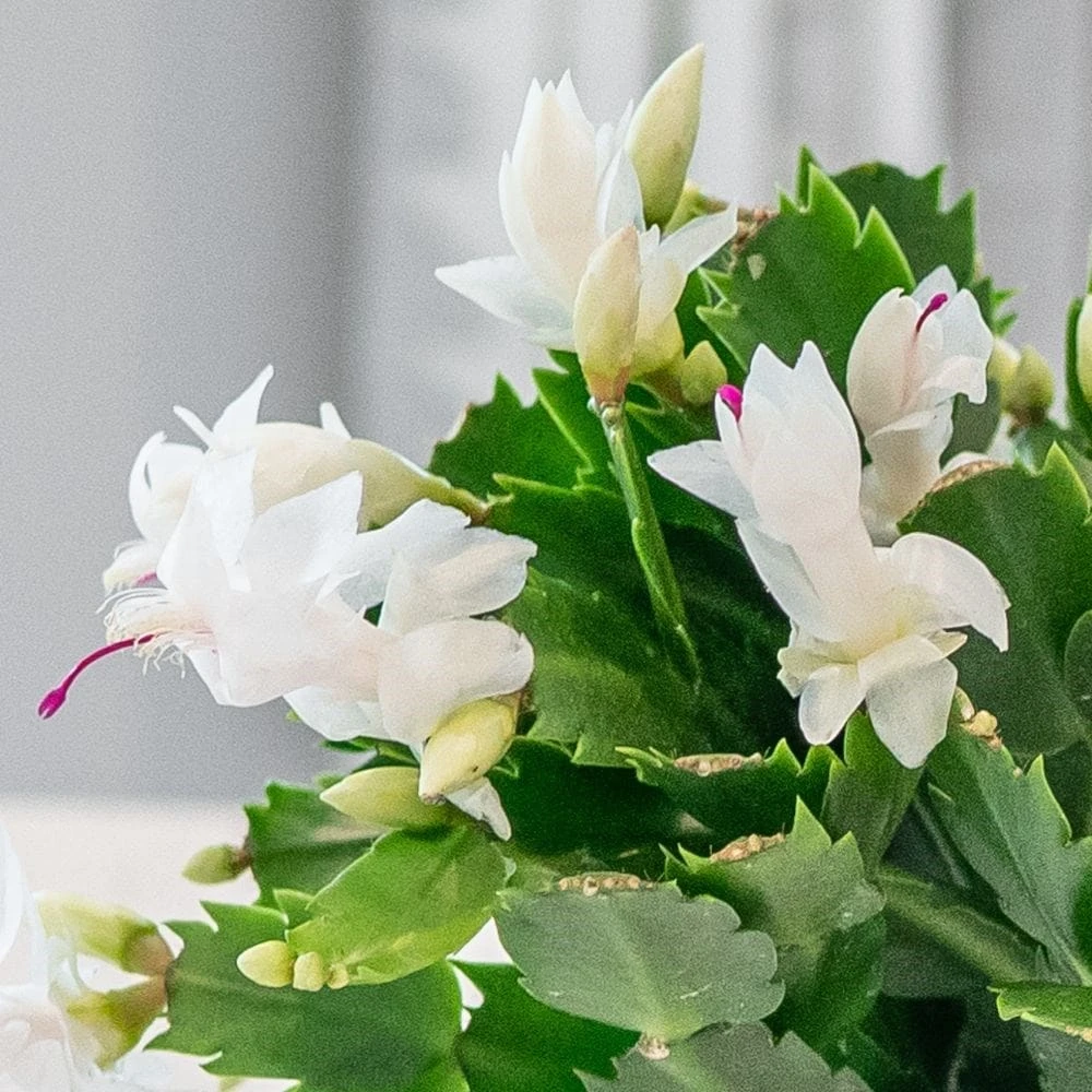 Schlumbergera White-flowered 2 Schlumbergera White-flowered - Image 2