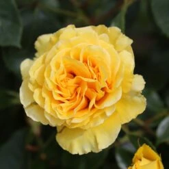 New Release -Pure Botanica pl2000044020 card2 lg