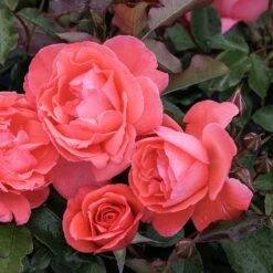 New Release 1 Rosa Happy Anniversary ('Bedfranc') (PBR)