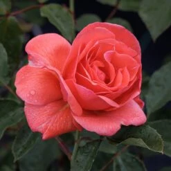 New Release -Pure Botanica pl2000044032 card2 lg