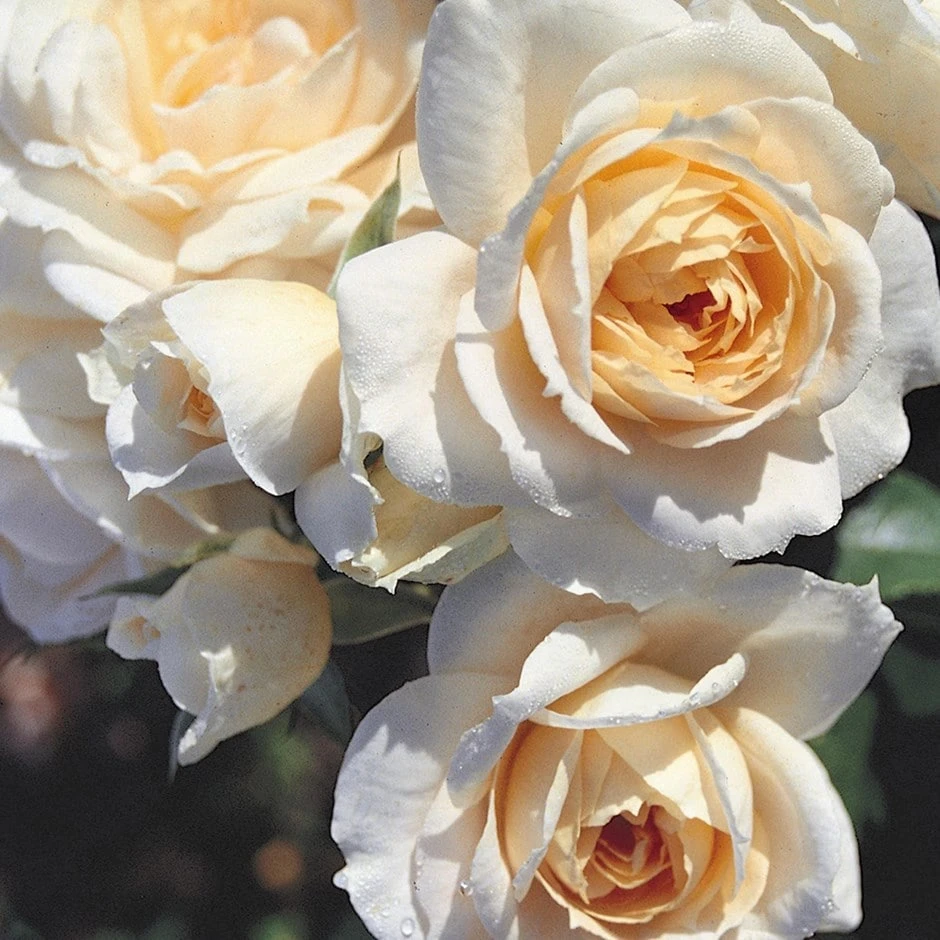 Rosa Champagne Moment ('Korvanaber') (PBR) 1 Rosa Champagne Moment ('Korvanaber') (PBR)