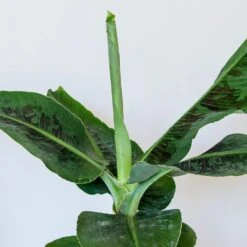 Musa Acuminata 'Dwarf Cavendish' -Pure Botanica pl2000044075 card3 lg