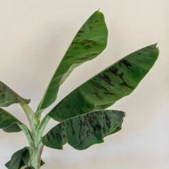 Musa Acuminata 'Dwarf Cavendish' -Pure Botanica pl2000044075 card4 lg