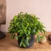 Ficus Benjamina 'Green Kinky'