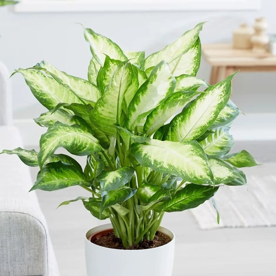 Dieffenbachia 'Camille' 1 Dieffenbachia 'Camille'