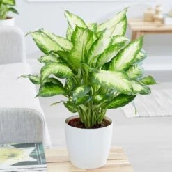 Dieffenbachia 'Camille' 8 Dieffenbachia 'Camille' -Pure Botanica pl2000044097 card4 lg