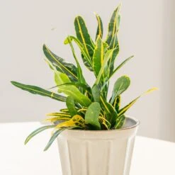 Codiaeum 'Banana' -Pure Botanica pl2000044110 card3 lg