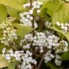 Callicarpa Bodinieri 'Magical Snowstar ('Kolmsnostar') (PBR)