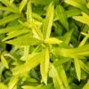 Salix Udensis 'Golden Sunshine' (PBR)