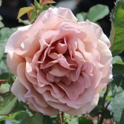 Rosa Mokarosa ('Frywitty') (PBR)