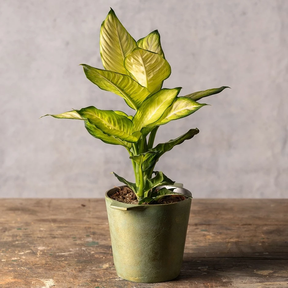 Dieffenbachia 'Summer Style' (PBR) 1 Dieffenbachia 'Summer Style' (PBR)