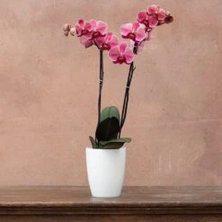 Phalaenopsis 'Asian Coral' -Pure Botanica pl2000044821 card3 lg