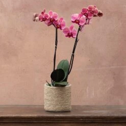 Phalaenopsis 'Asian Coral' -Pure Botanica pl2000044821 card4 lg