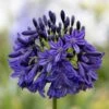 Agapanthus 'Dark Silk'