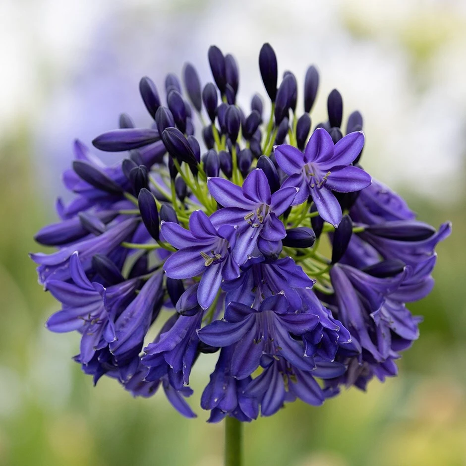 Agapanthus 'Dark Silk' 1 Agapanthus 'Dark Silk'