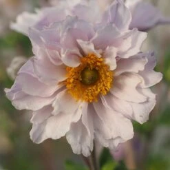 Anemone Frilly Knickers ('Fp007') (PBR)