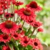 Echinacea SunSeekers Red ('Apecssired') (SunSeekers Series)