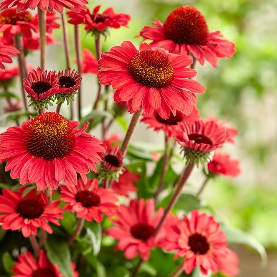 Echinacea SunSeekers Red ('Apecssired') (SunSeekers Series) 1 Echinacea SunSeekers Red ('Apecssired') (SunSeekers Series)