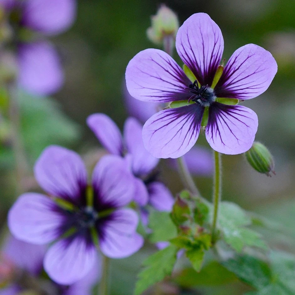 Geranium 'Salome' 1 Geranium 'Salome'