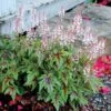 Tiarella 'Sugar And Spice' (PBR)