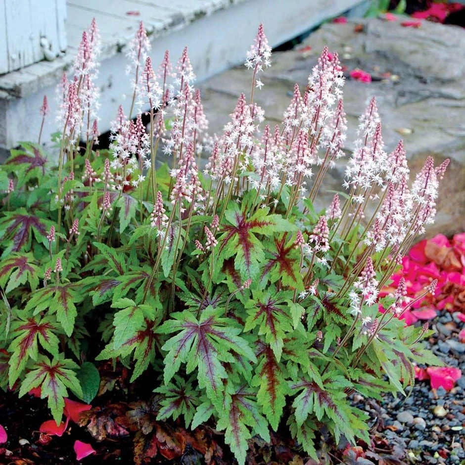 Tiarella 'Sugar And Spice' (PBR) 1 Tiarella 'Sugar And Spice' (PBR)