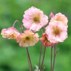Geum Pretticoats Peach ('Tngeupp') (Pretticoats Series) (PBR)