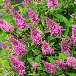 Buddleja Little Pink (’BotEx 005’) (PBR) (Butterfly Candy Series) 7 Buddleja Little Pink (’BotEx 005’) (PBR) (Butterfly Candy Series) -Pure Botanica pl2000045428 card4 lg
