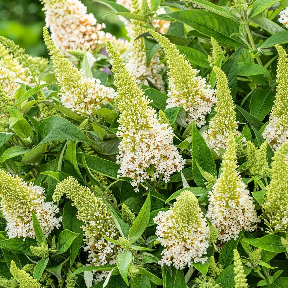 Buddleja Little White (’BotEx 003’) (PBR) (Butterfly Candy Series) 4 Buddleja Little White (’BotEx 003’) (PBR) (Butterfly Candy Series) - Image 4