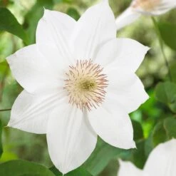 Clematis 'Mrs George Jackman'