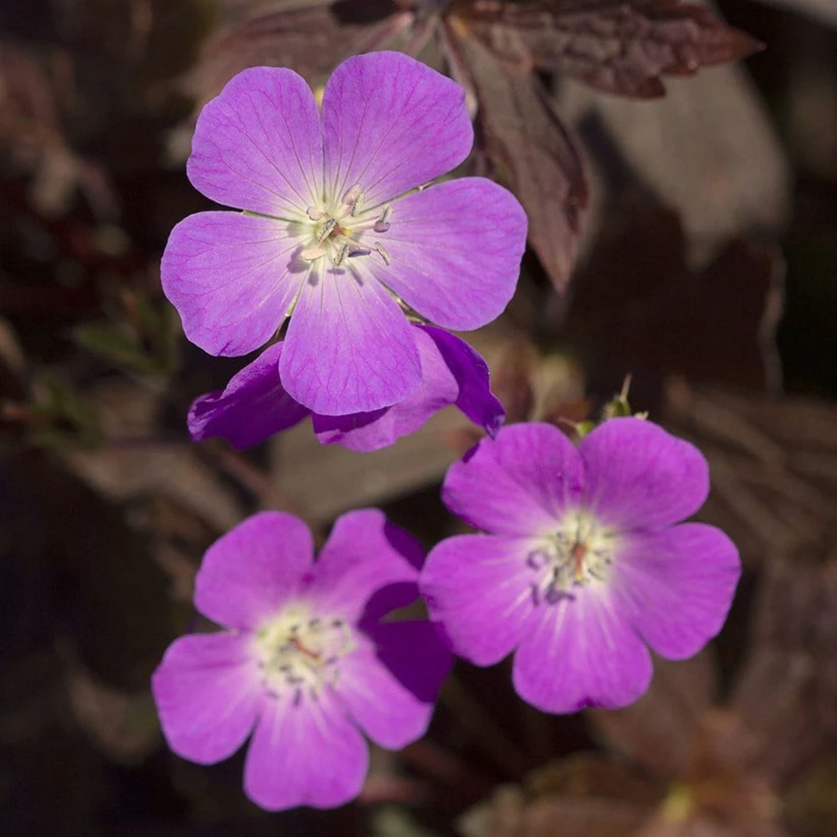 Geranium Maculatum Stormy Night ('Macger002') (PBR) 1 Geranium Maculatum Stormy Night ('Macger002') (PBR)