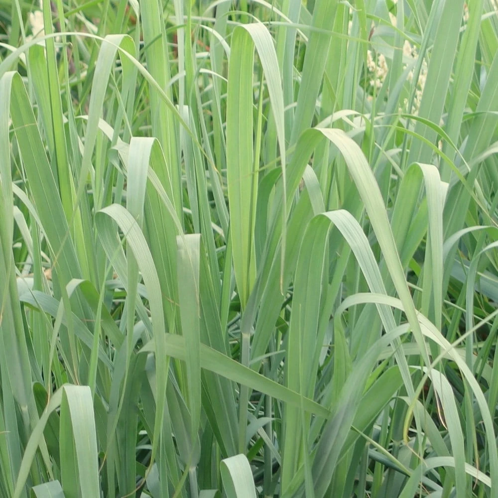 Panicum Virgatum 'Prairie Sky' 2 Panicum Virgatum 'Prairie Sky' - Image 2